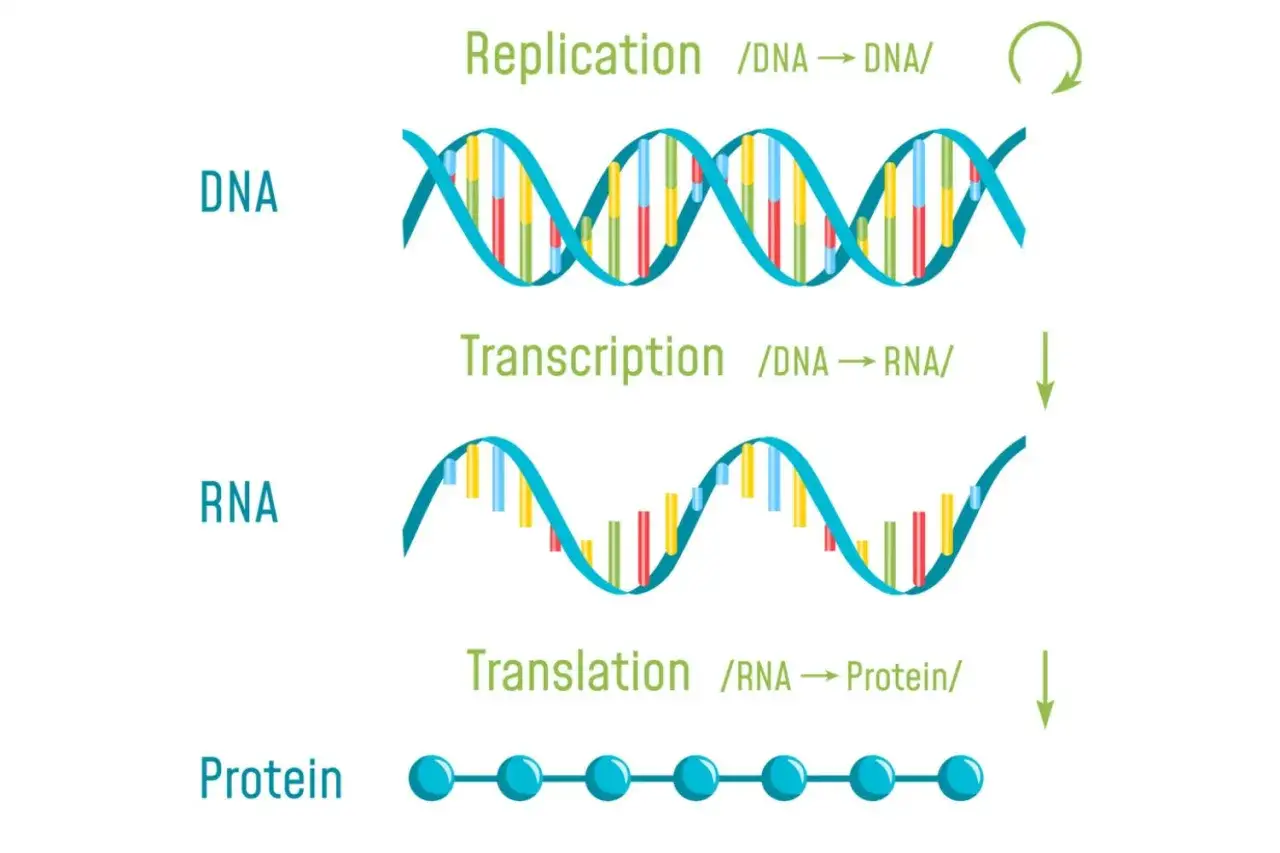 Schema zeigt DNA-Replikation, Transkription (DNA zu RNA) und Translation (RNA zu Protein).