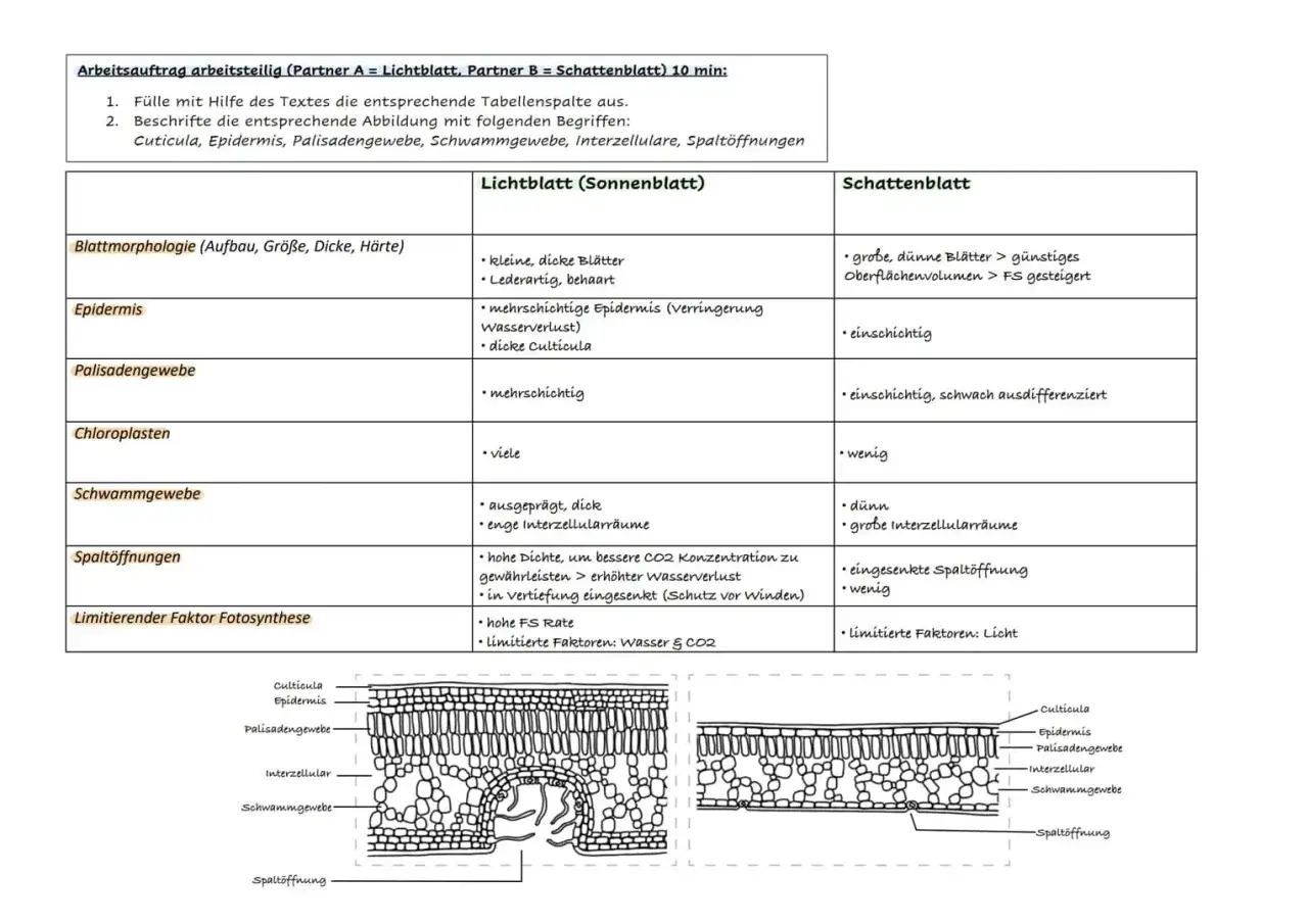 Vergleich von Sonnenblatt und Schattenblatt: Unterschiede in Blattstruktur, Epidermis, Palisaden- und Schwammgewebe, Chloroplasten, Spaltöffnungen und limitierenden Faktoren für die Fotosynthese.