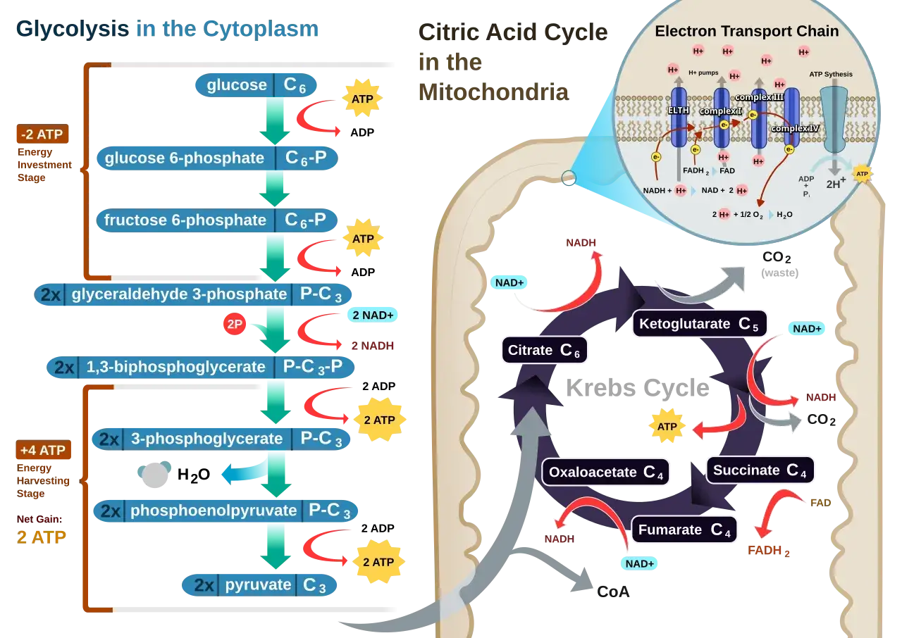 Glykolyse, Citratzyklus & Elektronentransportkette: Zellatmung mit ATP-Produktion.