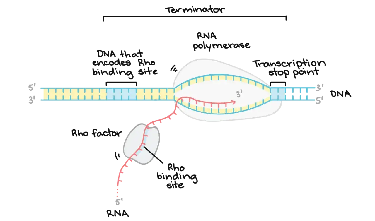 Schema der Transkription in der Biologie: RNA-Polymerase synthetisiert RNA, während der Rho-Faktor die Termination steuert.