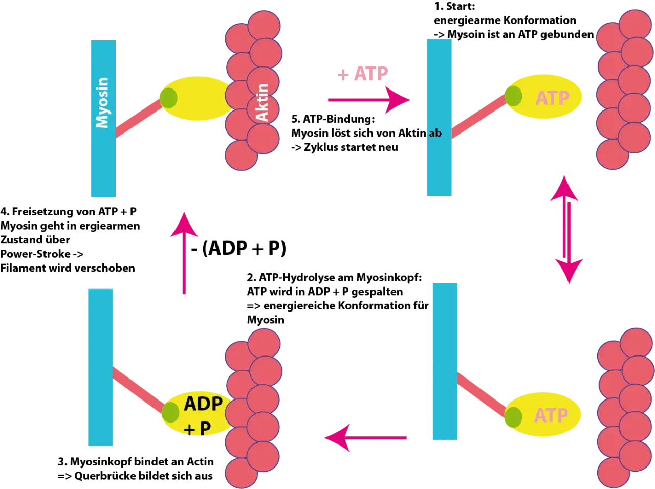 Schema des Querbrückenzyklus: Myosin bindet an Aktin, hydrolysiert ATP zu ADP+P, schiebt Filament, löst sich und beginnt neu.