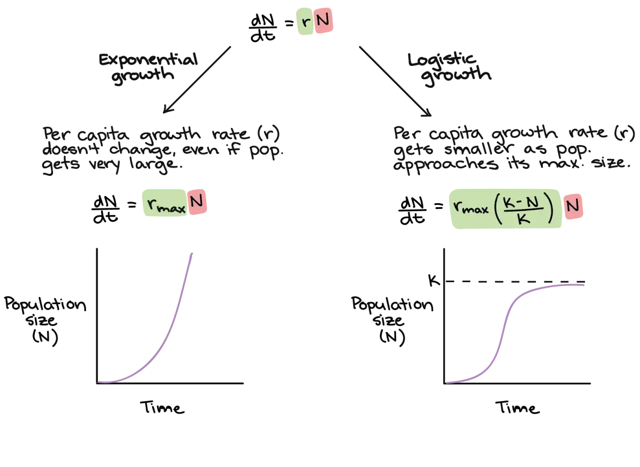 Vergleich von exponentiellem und logistischem Wachstum in der Populationsökologie. Formeln und Graphen zeigen, wie sich Populationsgrößen über die Zeit entwickeln.