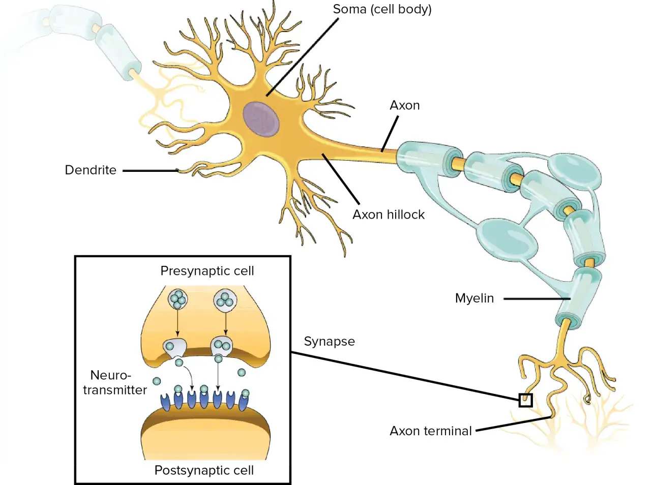 Schematische Darstellung der Erregungsübertragung an der Synapse: Neurotransmitter werden von der präsynaptischen zur postsynaptischen Zelle transportiert.