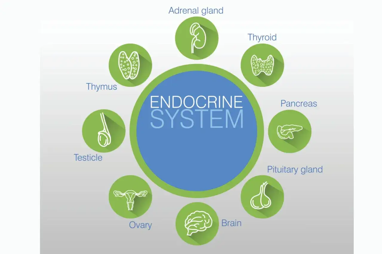 Das Hormonsystem mit seinen Organen wie Schilddrüse, Bauchspeicheldrüse und Hirnanhangsdrüse.