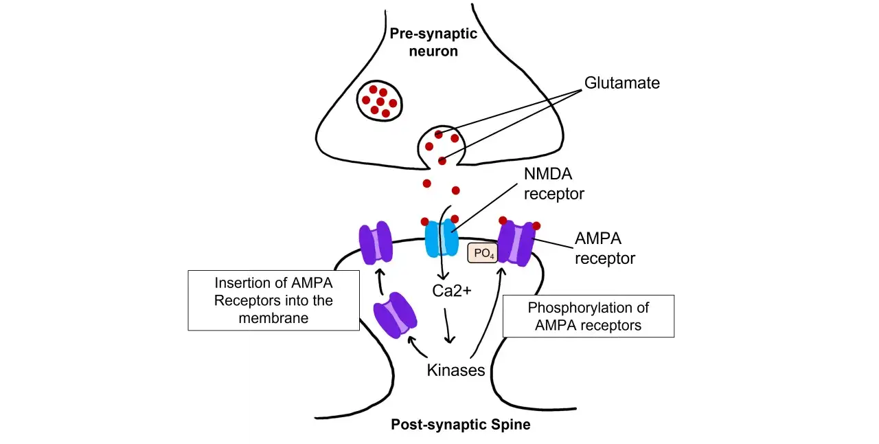 Synapse: Glutamat bindet an NMDA-Rezeptor und AMPA-Rezeptoren. Ca2+ aktiviert Kinasen, die AMPA-Rezeptoren phosphorylieren und deren Einbau fördern.