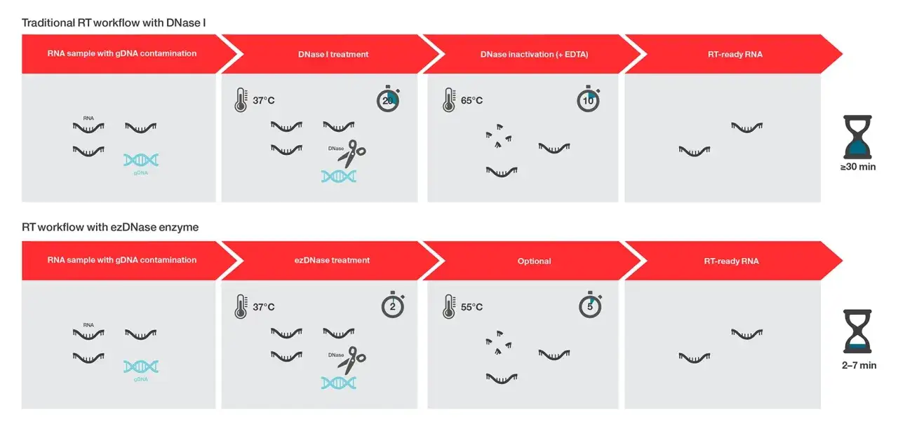Vergleich von RT-Workflows: Traditionell mit DNase I (≥30 Min.) vs. ezDNase (2-7 Min.) für RNA-Proben mit gDNA-Kontamination.