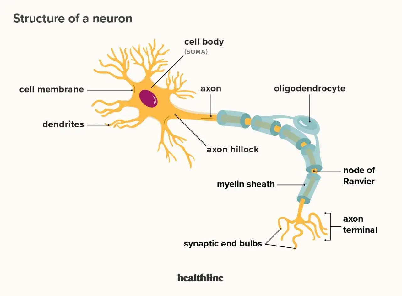 Der Neuron Aufbau zeigt Zellkörper, Dendriten, Axon mit Myelinscheide und Synapsen. Ein Oligodendrozyt umhüllt das Axon.