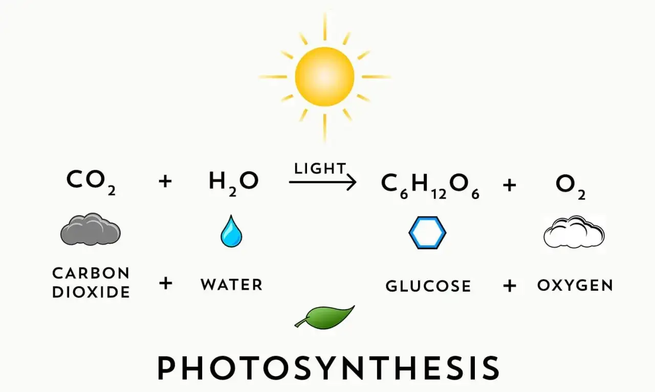 Die Fotosynthese-Gleichung: Kohlendioxid und Wasser werden durch Licht zu Glukose und Sauerstoff.