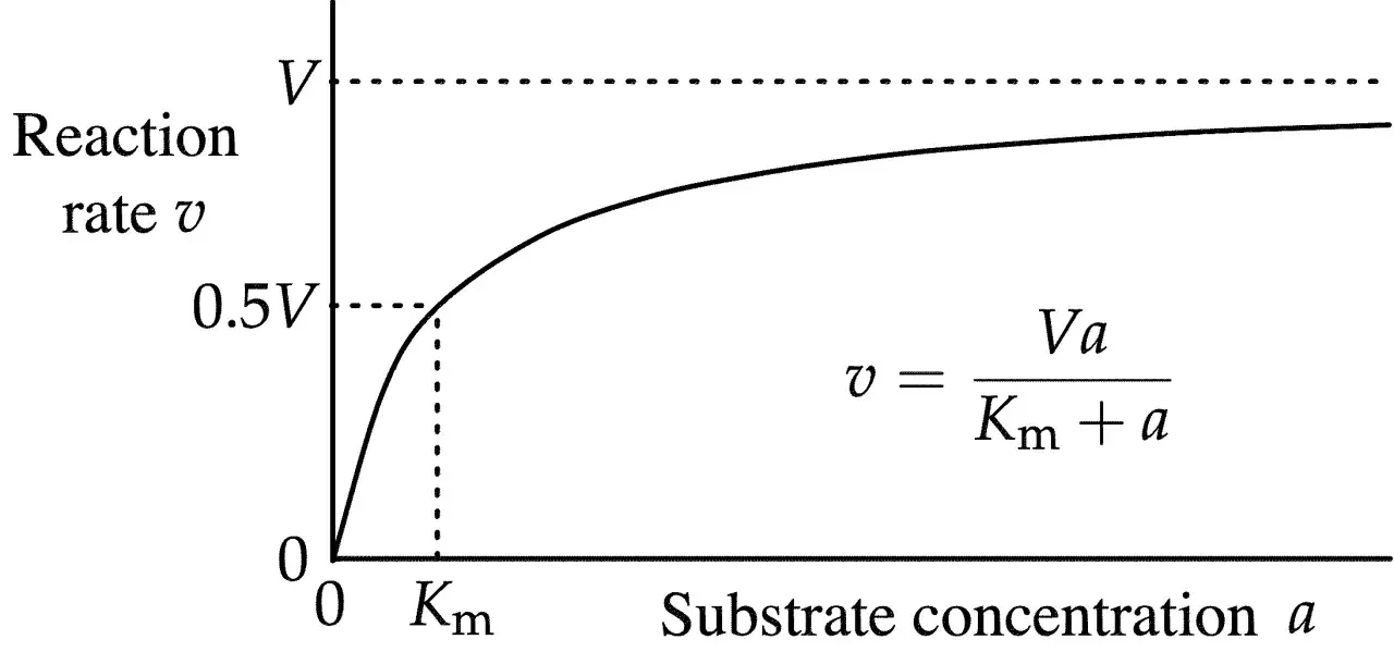 Diagramm zeigt Reaktionsrate vs. Substratkonzentration. Km, die Michaelis-Menten-Konstante, ist die Substratkonzentration bei halber Maximalgeschwindigkeit.