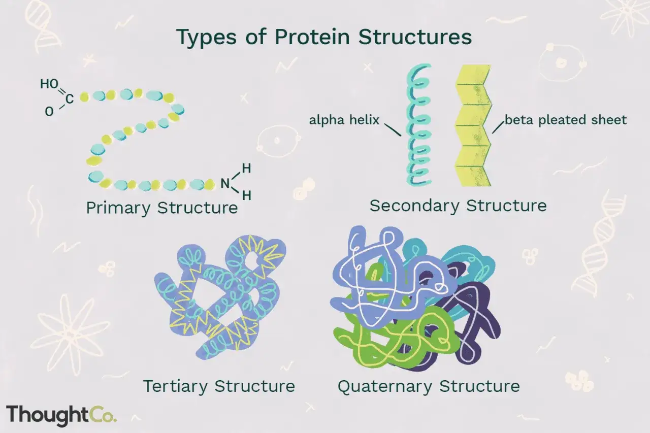 Der Aufbau eines Proteins: Primär-, Sekundär-, Tertiär- und Quartärstruktur werden illustriert.