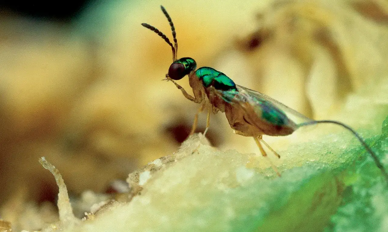 Ein winziges, schillerndes Insekt auf einem hellen Untergrund, das eine faszinierende Symbiose mit seiner Umgebung eingeht.