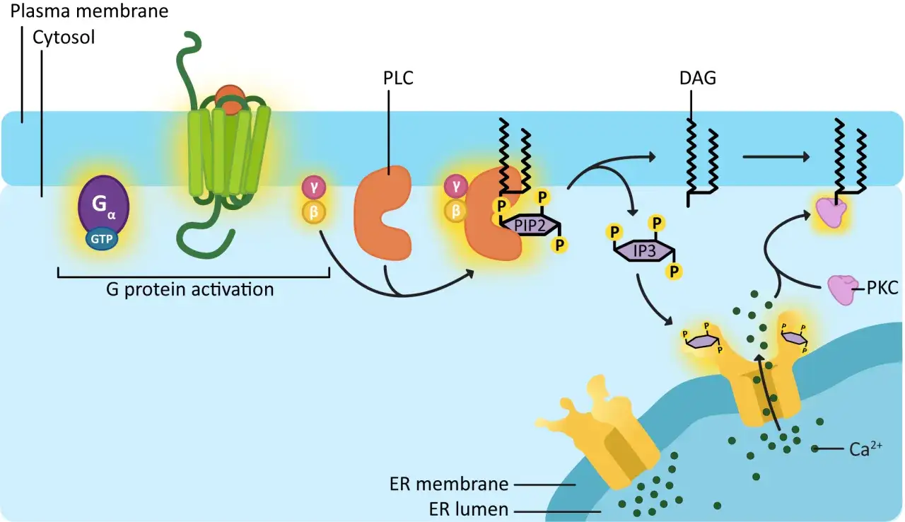 Signaltransduktion: G-Protein-Aktivierung führt zur Spaltung von PIP2 durch PLC, was DAG und IP3 erzeugt. IP3 setzt Ca2+ aus dem ER frei, DAG aktiviert PKC.