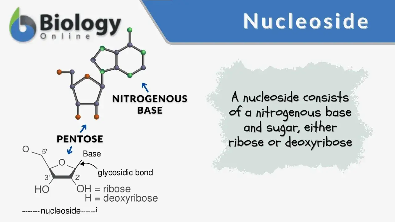 Ein Nukleosid besteht aus einer Pentose (Zucker) und einer stickstoffhaltigen Base, verbunden durch eine glykosidische Bindung.