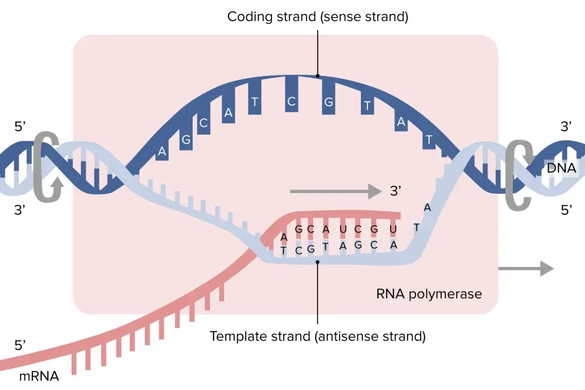 Der codogene Strang (Sense-Strang) dient als Vorlage für die mRNA-Synthese durch die RNA-Polymerase.