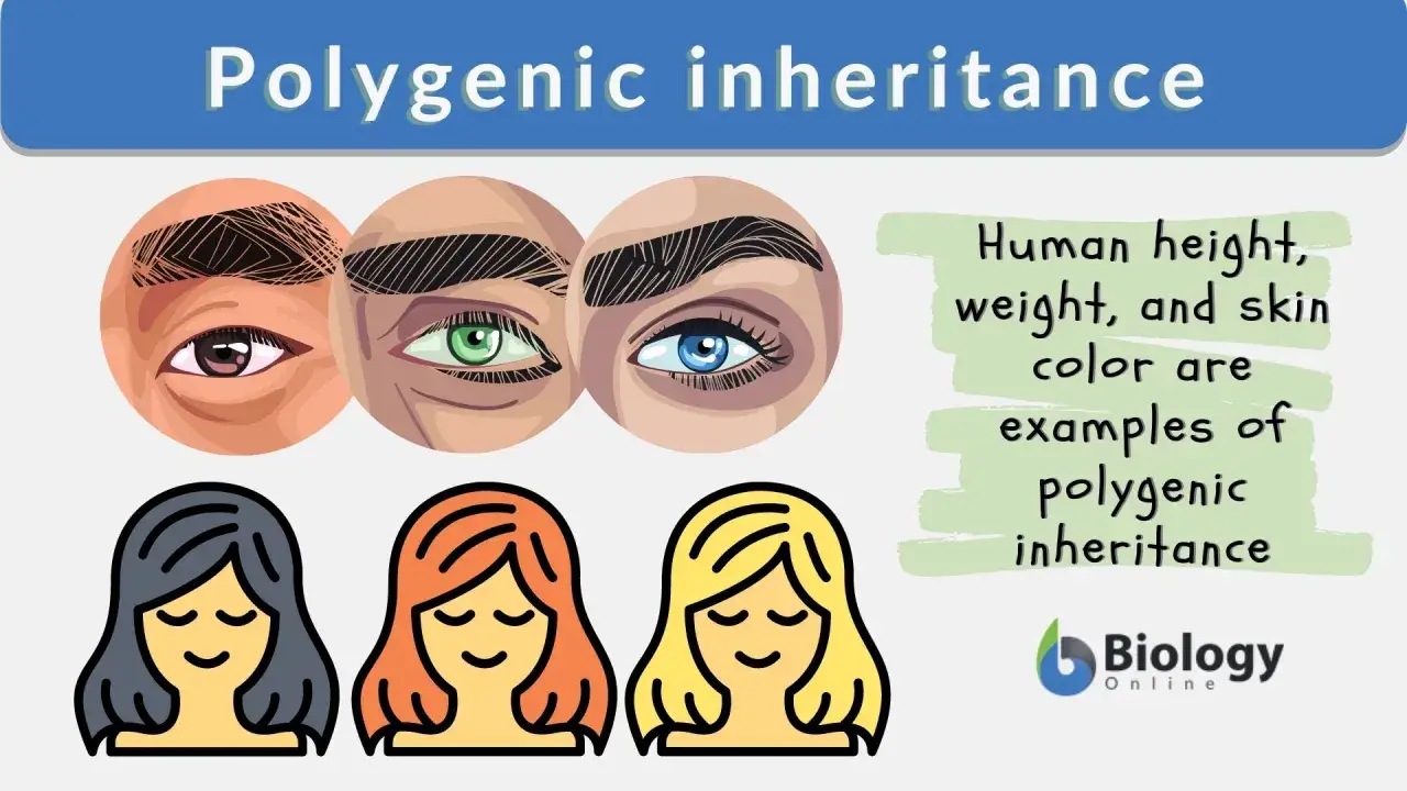 Augenfarben und Haarfarben zeigen polygenische Vererbung. Körpergröße, Gewicht und Hautfarbe sind weitere Beispiele.