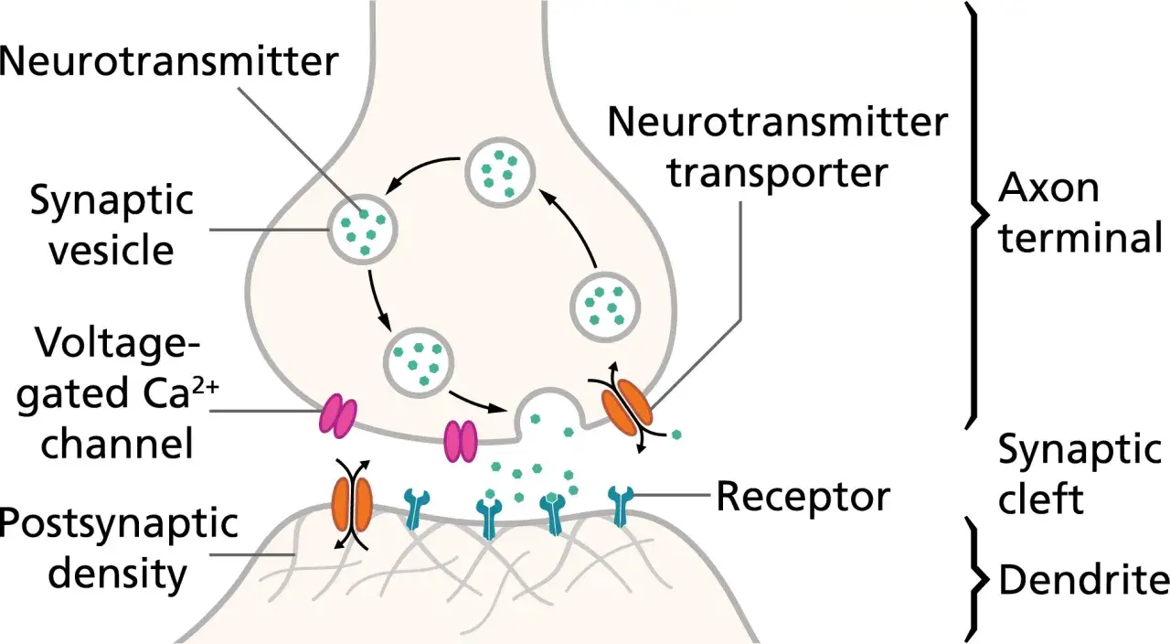 Schema der Synapse: Neurotransmitter-Freisetzung, -Bindung an Rezeptoren und -Wiederaufnahme. Einblick in die Neurobiologie.