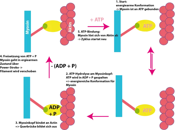 Der Zyklus der Muskelkontraktion: Myosinköpfchen binden an Aktin, spalten ATP zu ADP+P, schwenken vor und lösen sich dann wieder.