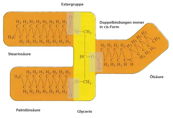 Strukturformel eines Esters mit Stearin-, Palmitin- und Ölsäure, verbunden mit Glycerin. Doppelbindungen sind in cis-Form.