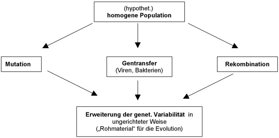 Schema zeigt, wie Mutation, Gentransfer und Rekombination die genetische Variabilität erhöhen und so das Rohmaterial für die Evolution liefern.
